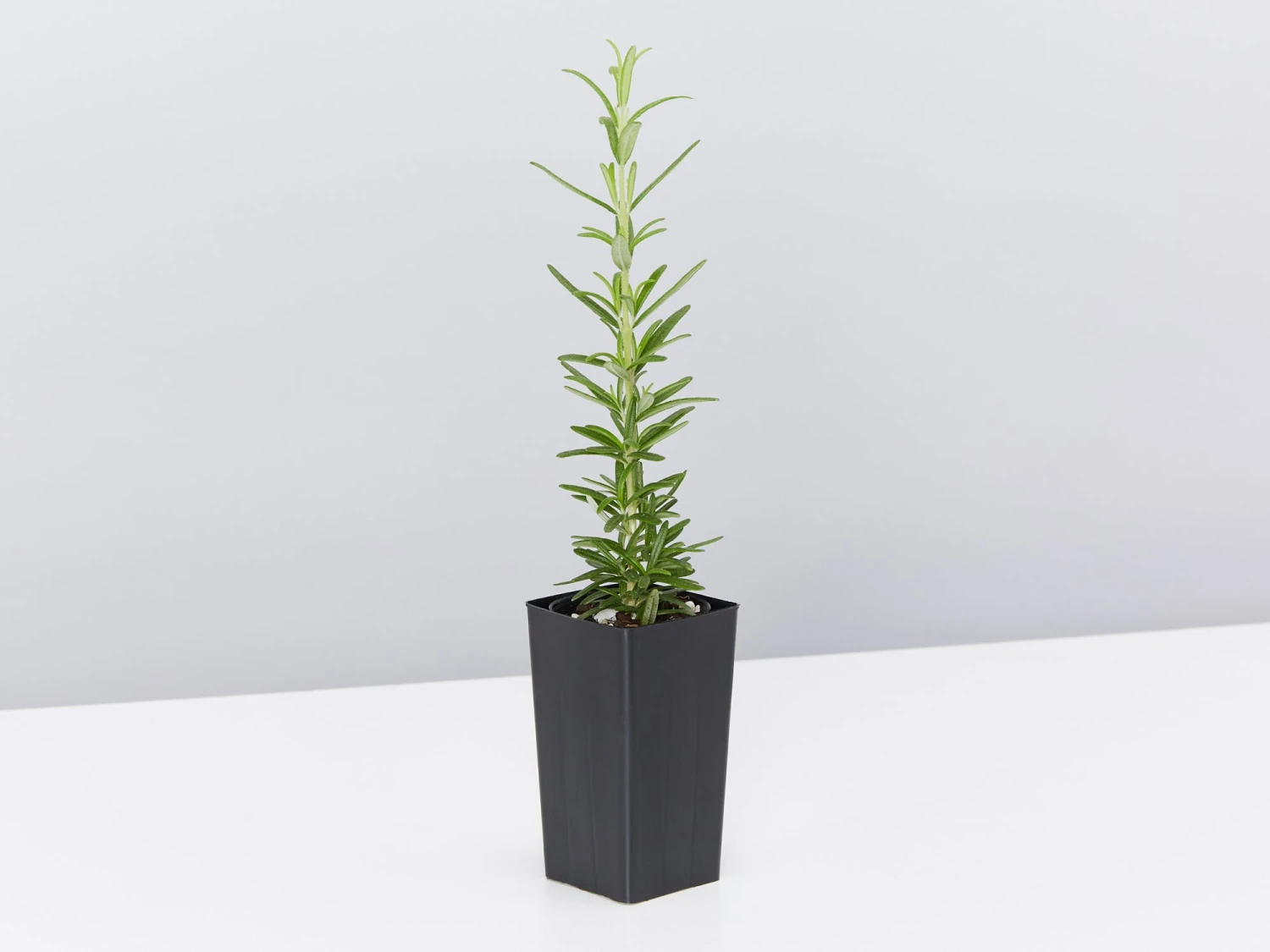 Rosemary Rosmarinus Officinalis - Image 4