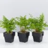 Leather Leaf Fern - 85mm