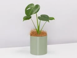 Potted Monstera Deliciosa - In Sage Vessel