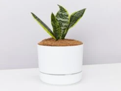 Snake Plant Varieties - Plant + Pot + Soil
