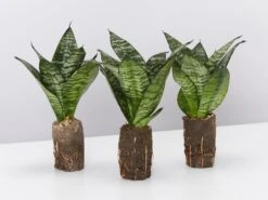 Sansevieria Trifasciata Green Hahnii Paper Pots