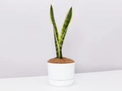Sansevieria Trifasciata Laurentii- Pot + Plant + Soil