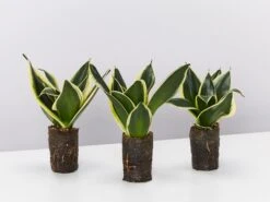 Sansevieria Trifasciata Lotus Hahnii In Paper Pots
