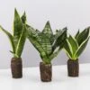 Assorted Box Of Sansevieria