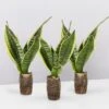 Sansevieria Trifasciata Superba Paper Pots