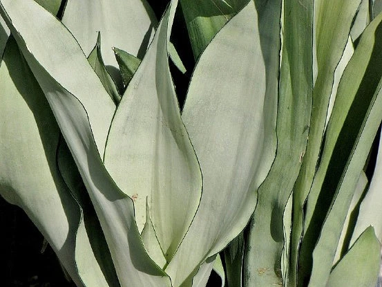 Sansevieria Trifasciata Moonshine With Pot Option - Image 2