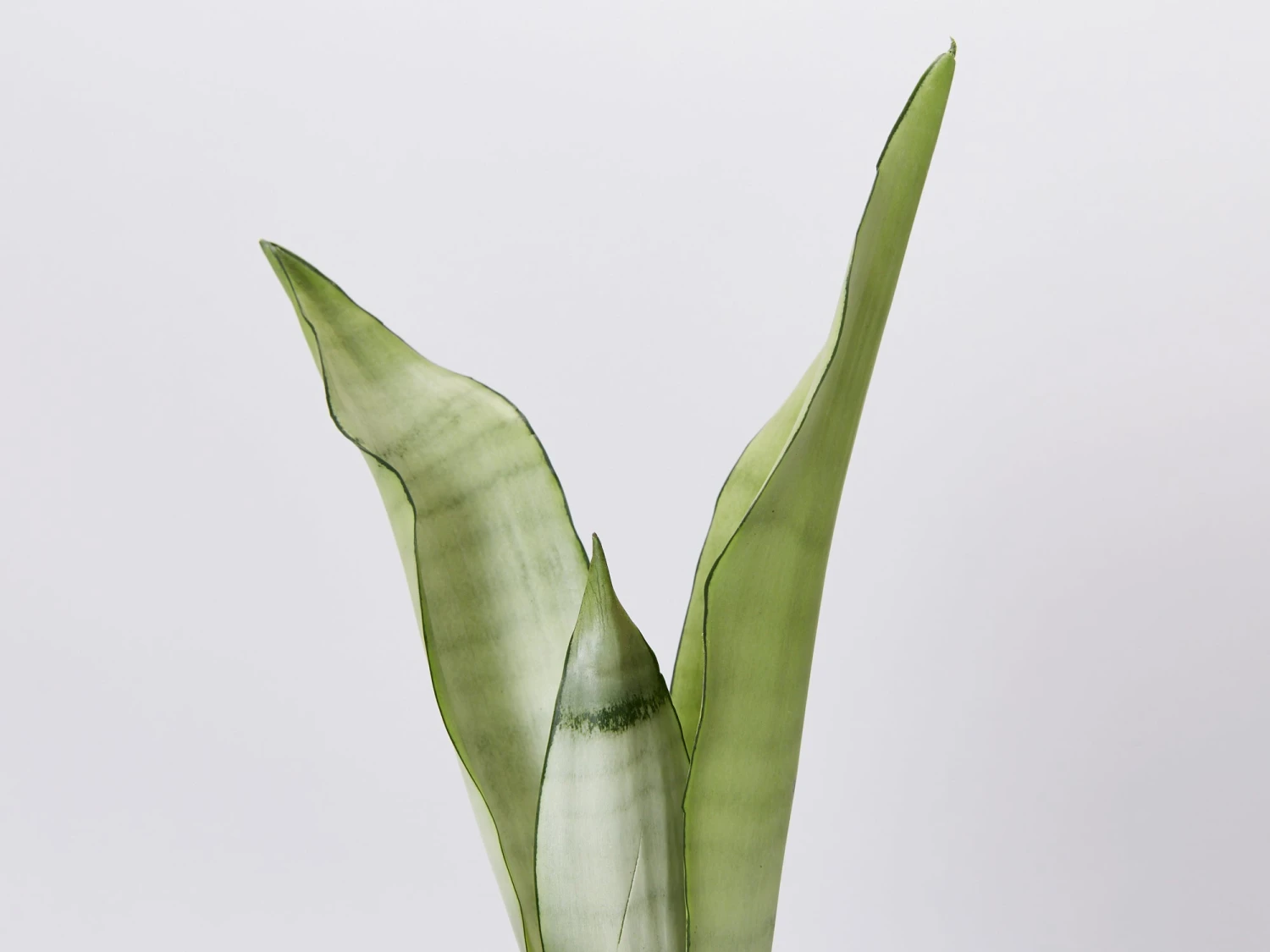 Sansevieria Trifasciata Moonshine With Pot Option - Image 3