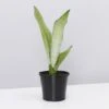 Sansevieria Trifasciata Moonshine With Pot Option