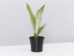Sansevieria Trifasciata Moonshine With Pot Option