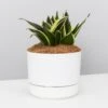 Sansevieria Trifasciata Lotus Hahnii - Pot + Plant + Soil