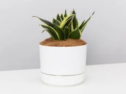 Sansevieria Trifasciata Lotus Hahnii - Pot + Plant + Soil