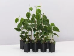 Satin Pothos Scindapsus Pictus Argyraeus