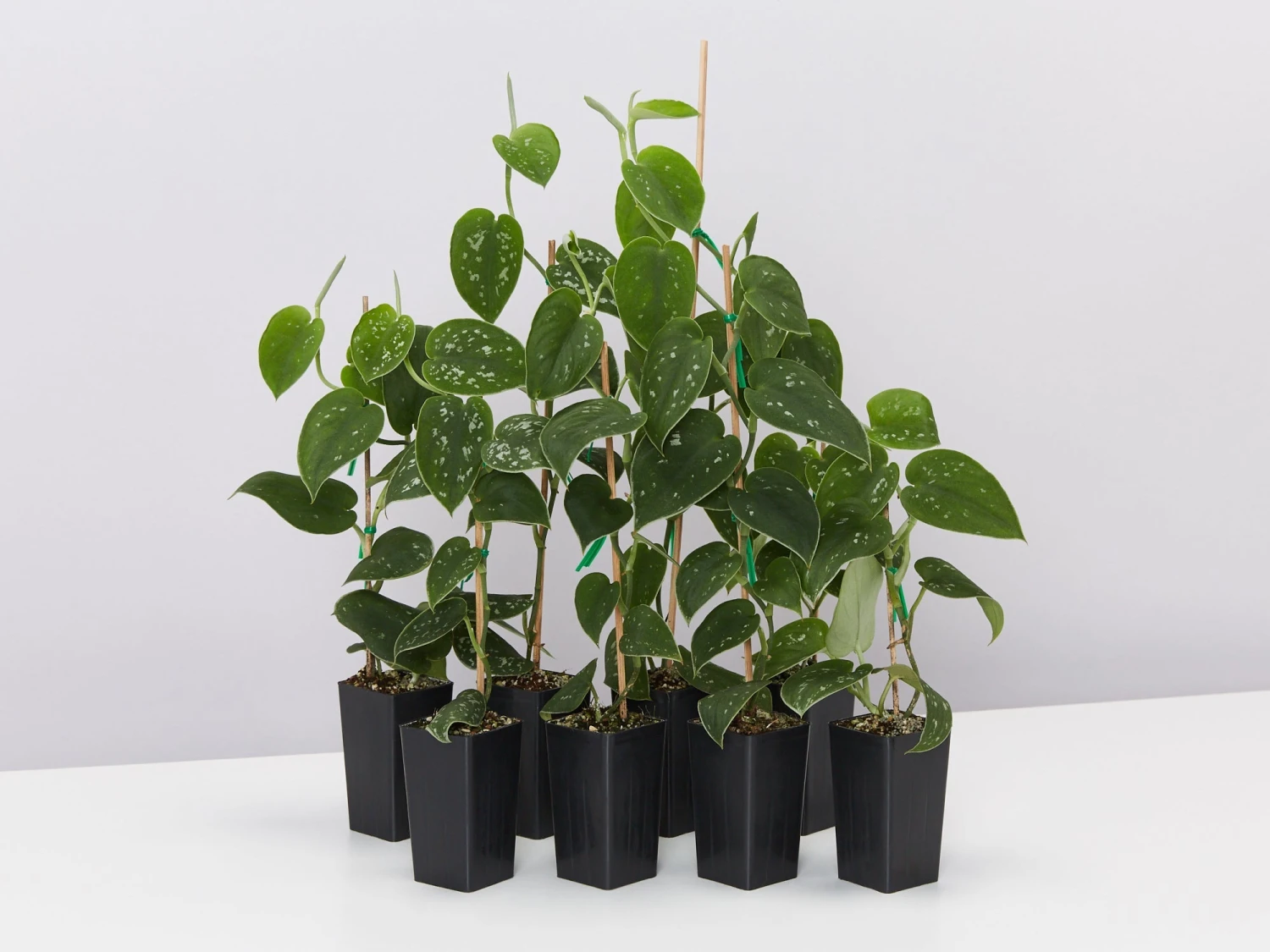 Satin Pothos Scindapsus Pictus Argyraeus