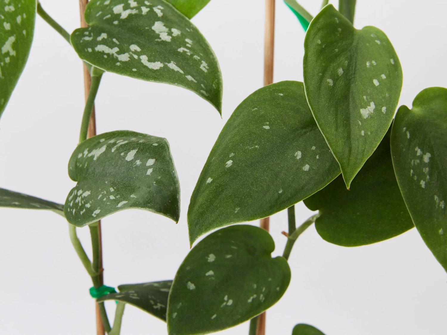 Satin Pothos Scindapsus Pictus Argyraeus - Image 2