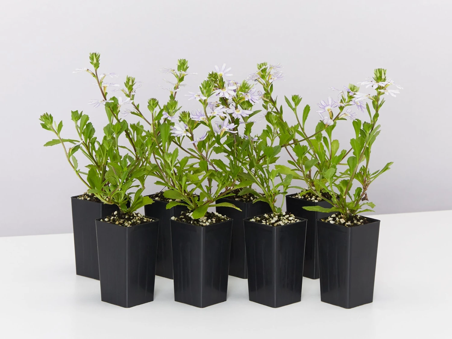 Scaevola Aemula Fairy Blue - Image 2