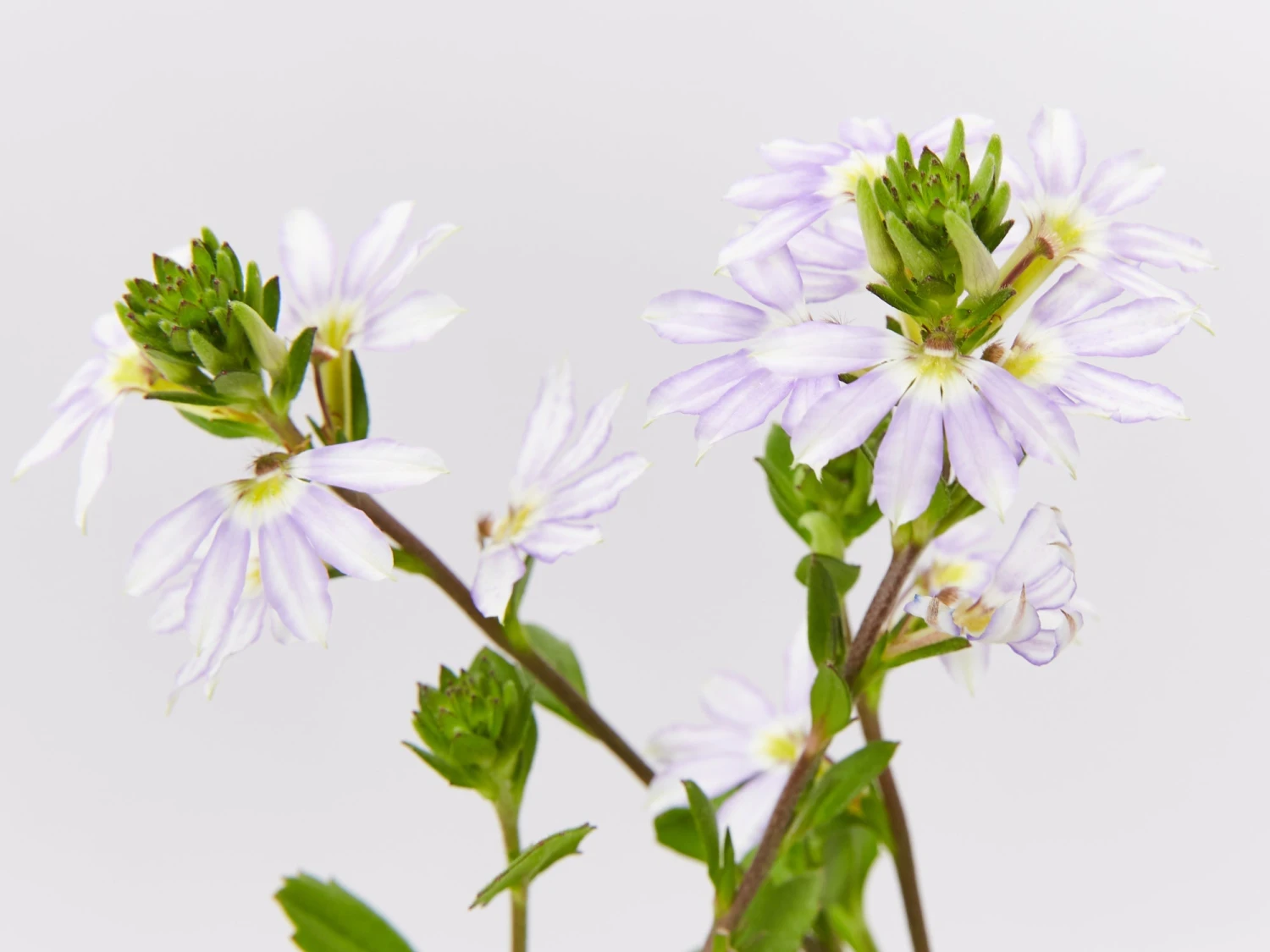 Scaevola Aemula Fairy Blue