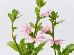Scaevola Aemula Fairy Pink