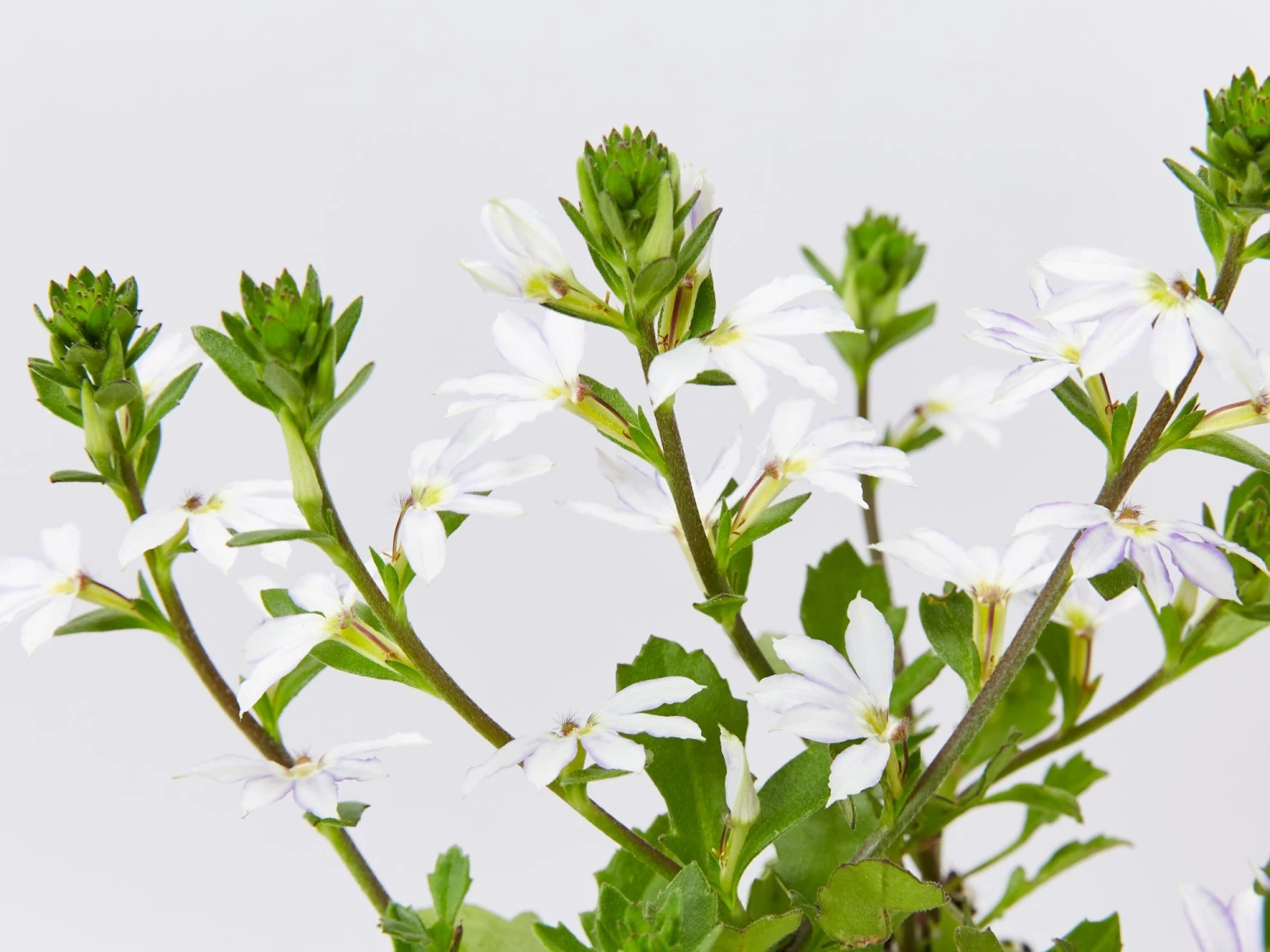 Scaevola Aemula Fairy Blue - Image 3