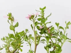 Scaevola Humilis Sitting Pretty