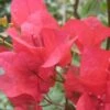 Bougainvillea Scarlet Glory