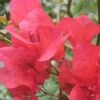 Bougainvillea Scarlet Glory - 85mm