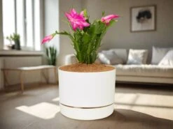 Zygocactus Christmas Cactus - Pot + Plant + Soil