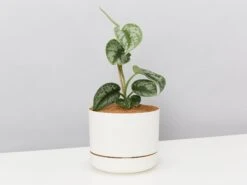 Satin Pothos - Pot + Plant + Soil