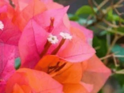 Bougainvillea Tango Supreme - 85mm