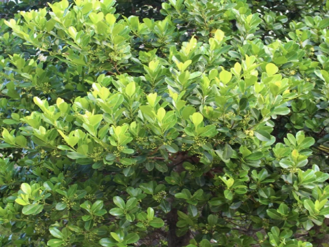 Acronychia Imperforata Vista S - Image 2