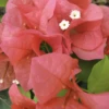 Bougainvillea Summer