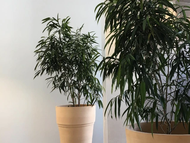 Ficus Longifolia 'sabre' - Image 2