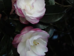 Camellia Sasanqua Leslie Ann