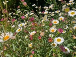 A Box Of Seaside Daisies