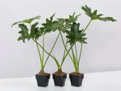 Philodendron Selloum