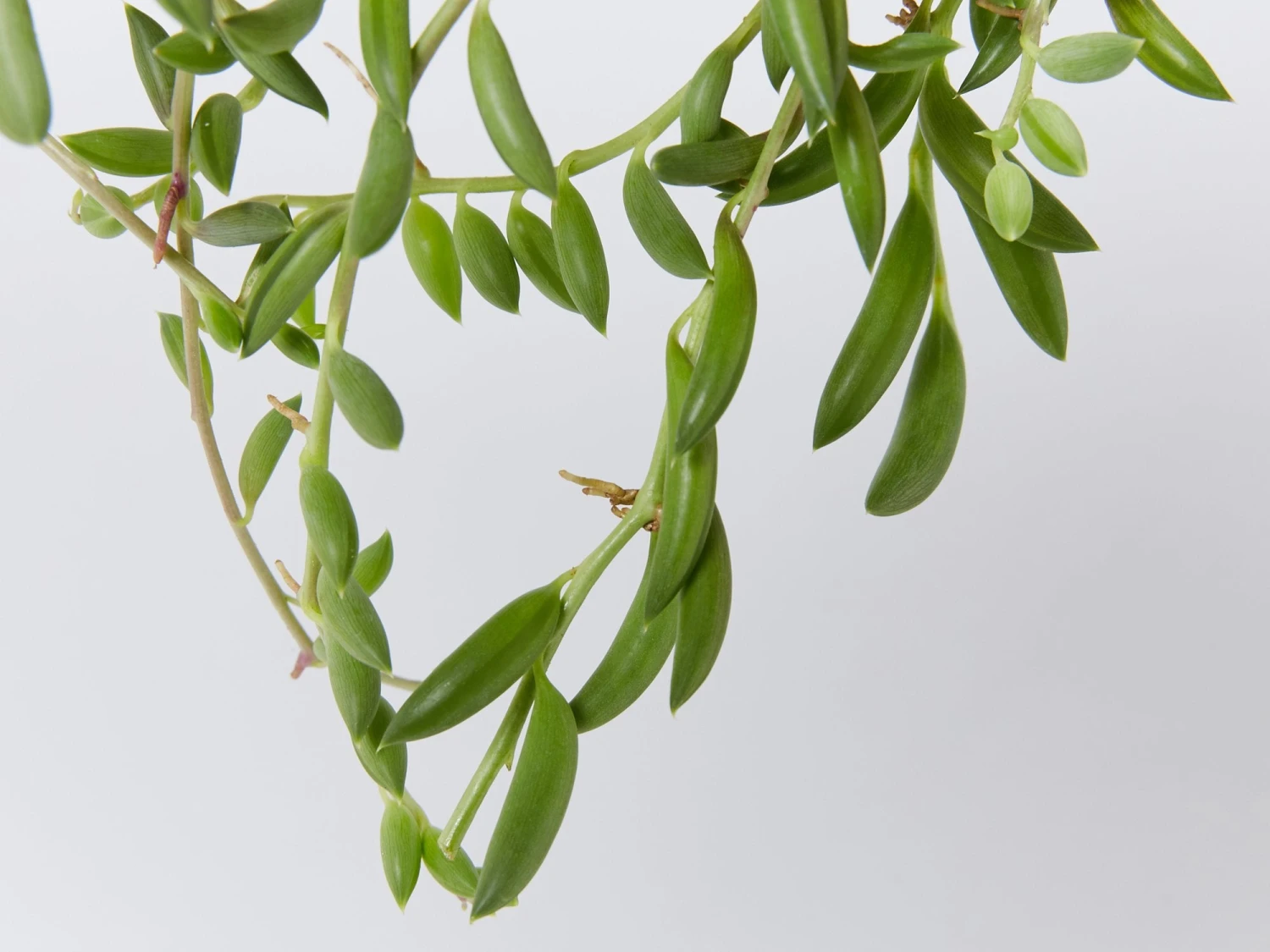 String Of Beans - Image 2