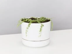 Variegated String Of Pearls - Pot + Plant