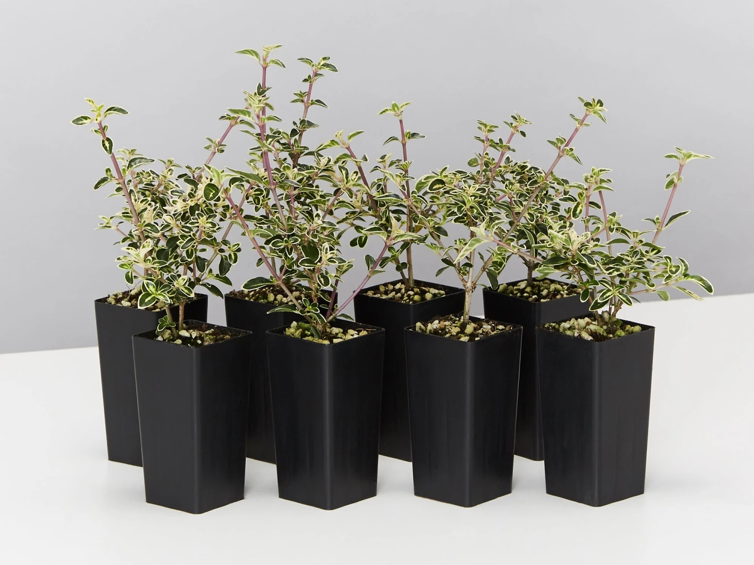 Serissa Foetida Snow Leaves