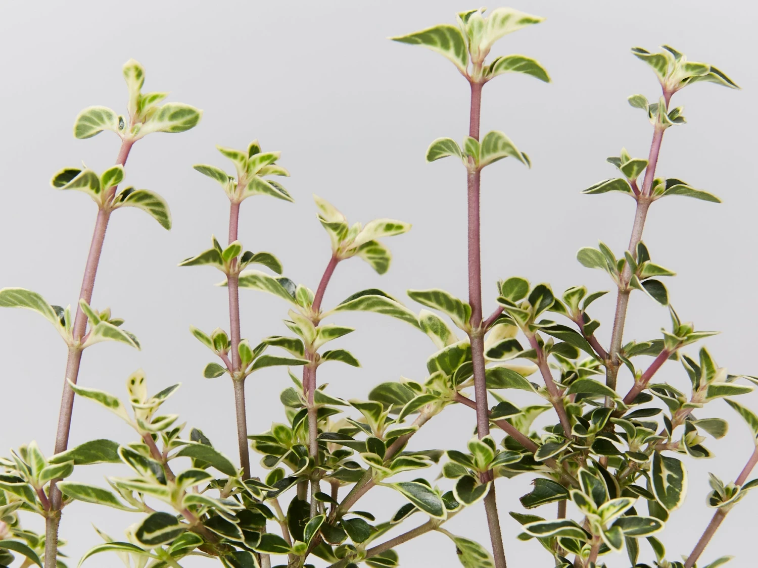 Serissa Foetida Snow Leaves - Image 4