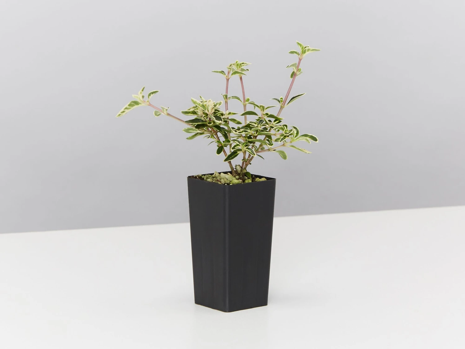 Serissa Foetida Snow Leaves - Image 3