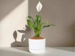 Corporate Plant Gift Box