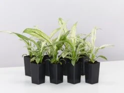 Peace Lily - Wallisii Sensation Variegated