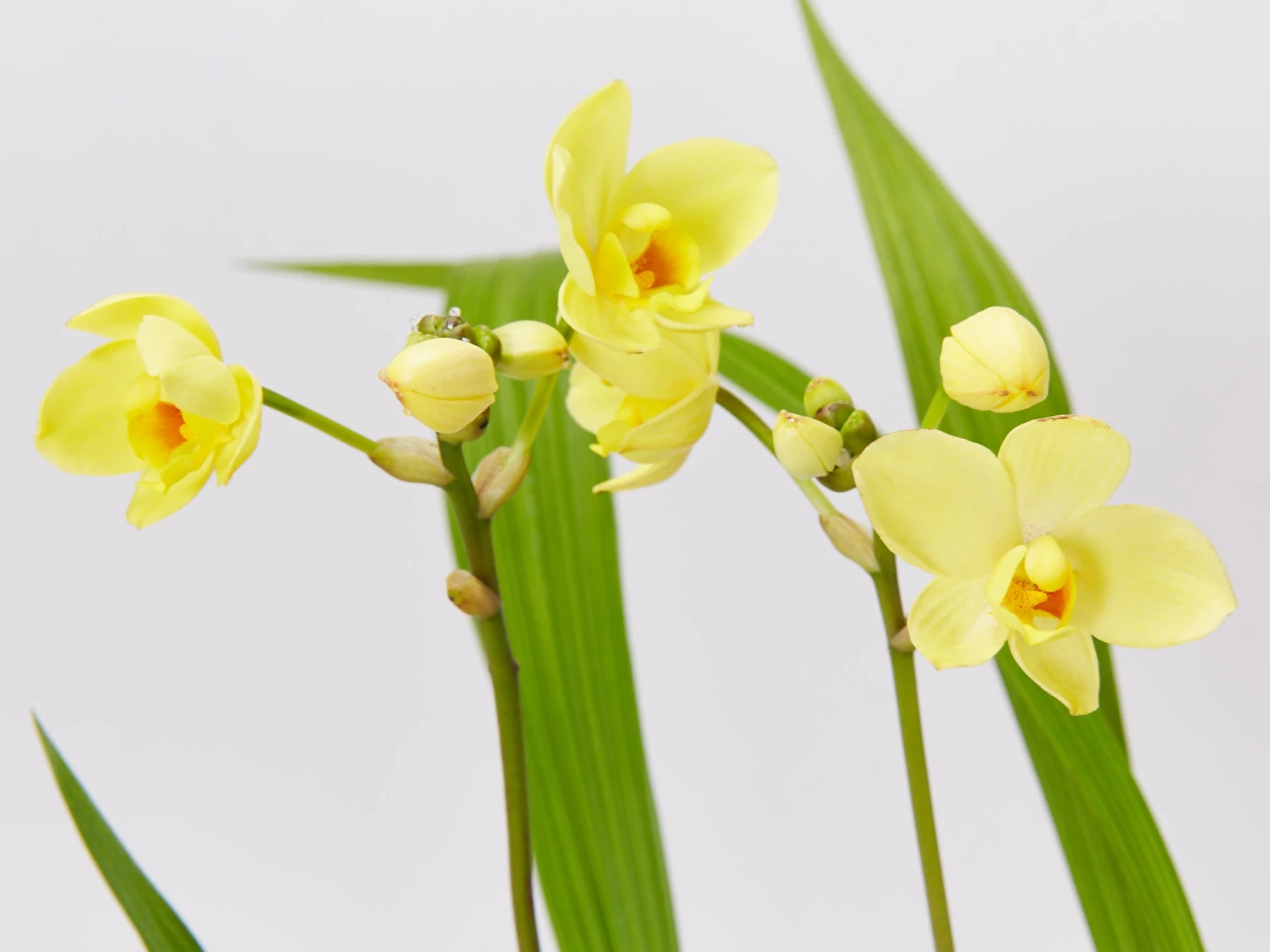 Spathoglottis Lemon Kiss - Larger Size