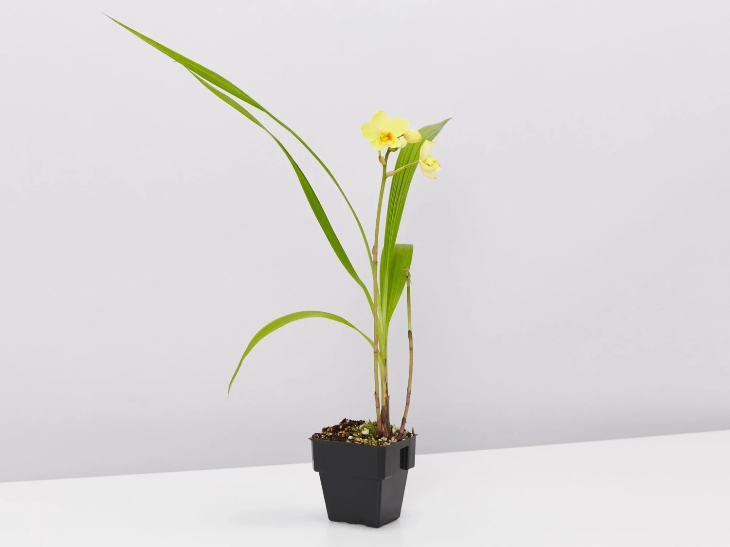 Spathoglottis Lemon Kiss - Larger Size - Image 3