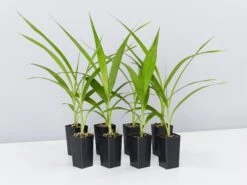 Spathoglottis Plicata Snow Angel