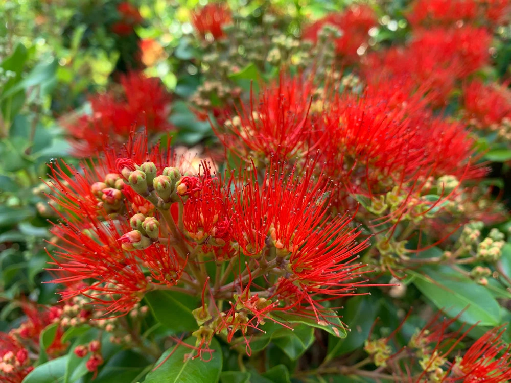 Metrosideros Spring Fire - Image 2