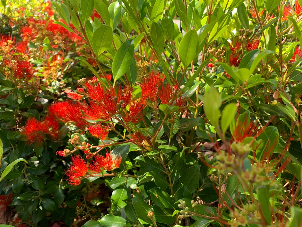 Metrosideros Spring Fire - Image 4