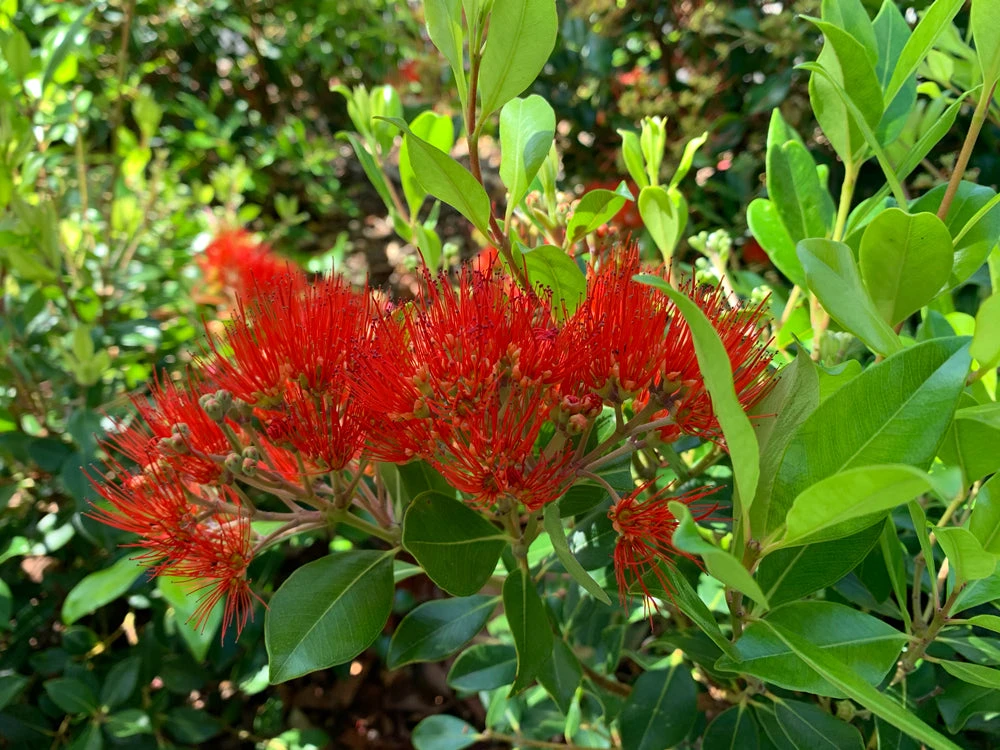 Metrosideros Spring Fire - Image 6