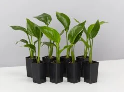 Strelitzia Nicolai Giant 'White Bird Of Paradise'