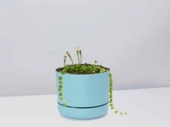 String Of Pearls - Pot + Plant
