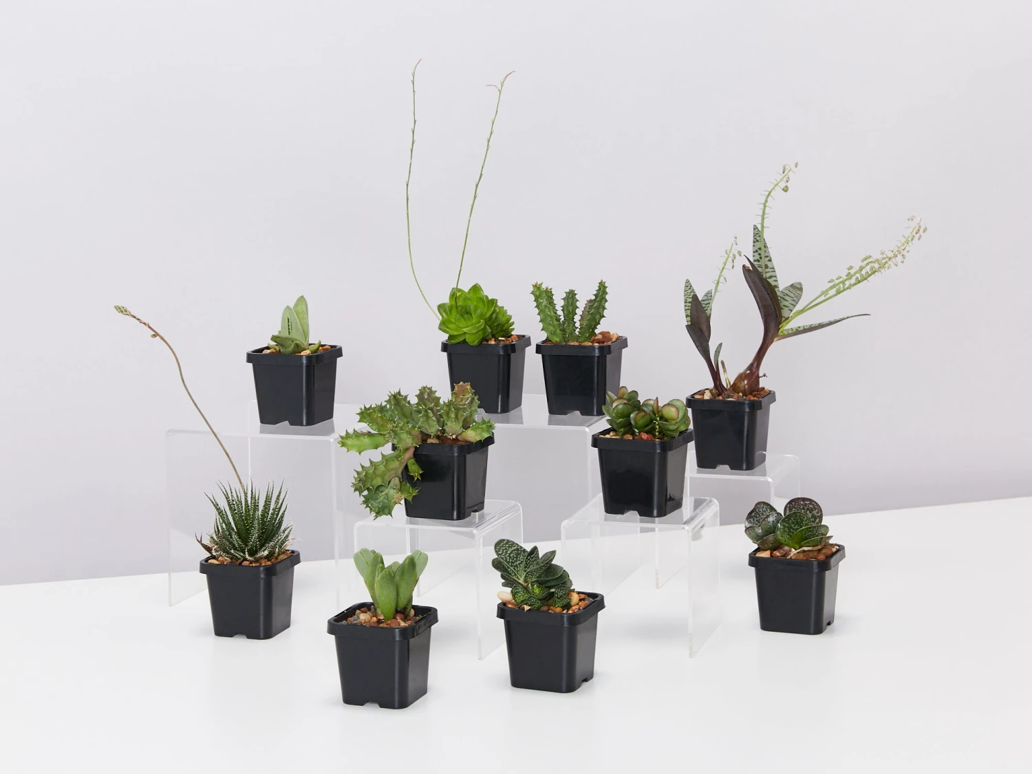 Mystery Succulent Box - Image 3